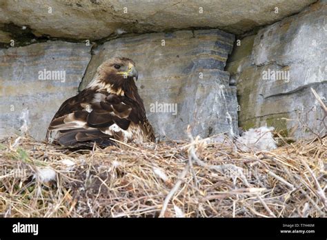 Eagle nest cliff hi-res stock photography and images - Alamy