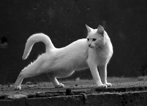 Stretching, white, animals, pets, cat HD wallpaper | Pxfuel