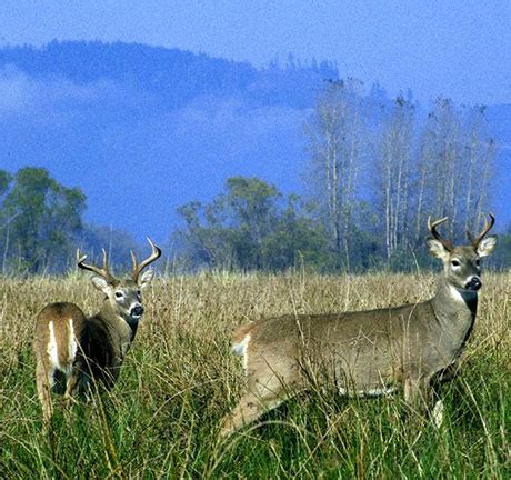 Columbian White-tailed Deer – Oregon Conservation Strategy