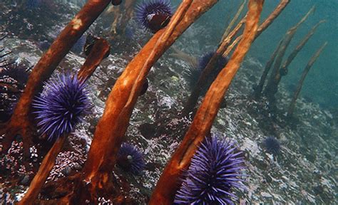 Restoring Kelp in the Face of Climate Change | Humboldt NOW | Cal Poly ...