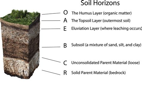 The Significance of Soil: Part II – BlueSky Organics