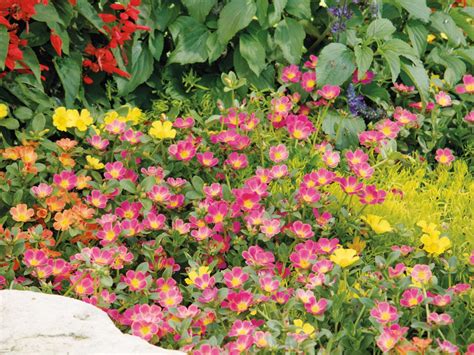 How to Grow Portulaca (Moss Rose) | HGTV