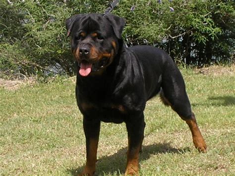 Lone Creek Rottweilers | Rottweiler Breeder | Bedias, Texas