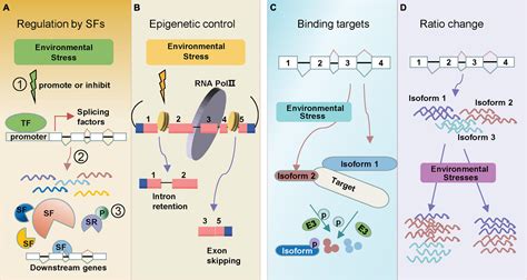 Frontiers | Rapid Regulation of Alternative Splicing in Response to Environmental Stresses