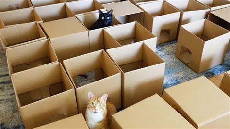 Guy creates a super cool maze for his cats using 50 cardboard boxes ...