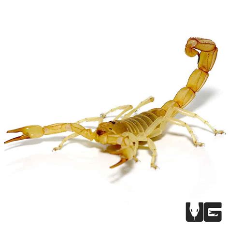 Egyptian Gold Scorpion - Underground Reptiles