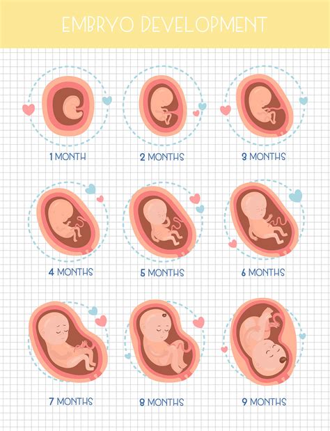 Pregnancy stages :: Behance