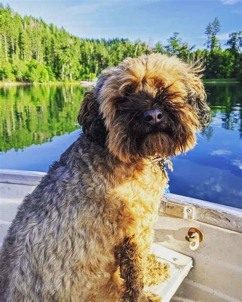 Cairn Terrier Poodle Mix: Trust Me, You Can’t Resist ‘Em