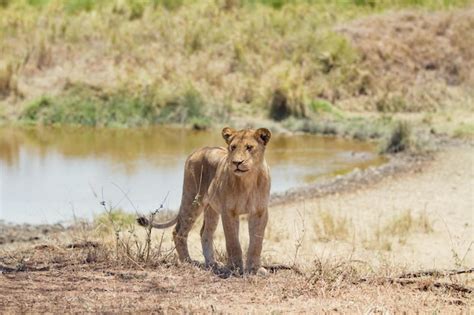 Premium Photo | Majestic 4k image of a wild lion in its natural forest habitat