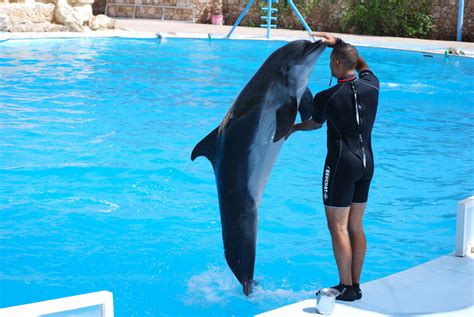 From Hurghada: Hurghada: Dolphin Show Tickets and Transfers - Trivaeg