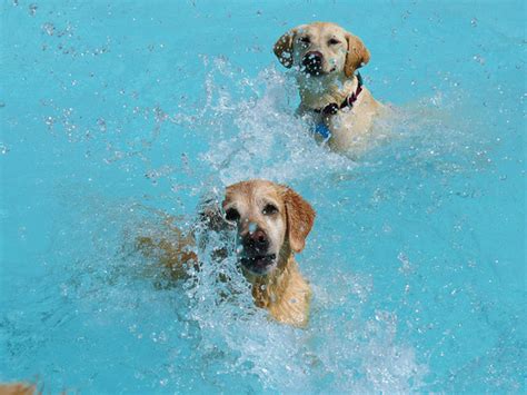 Dog Pool Party Or As I Like To Call It, This Is What Happiness Looks Like