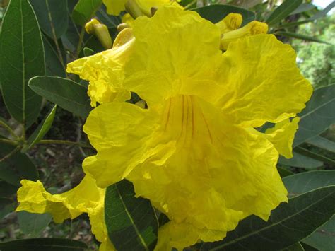 Tabebuia yellow flower, Golden trumpet tree Photograph by Ian Sands ...