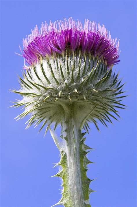 National Flower Of Scotland Photograph by Ross G Strachan