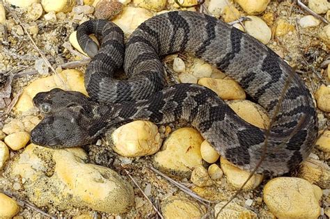 Two-headed timber rattlesnake found in New Jersey pine barrens