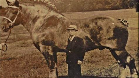 Brooklyn Supreme, The World’s Largest Horse In History – HannaZen