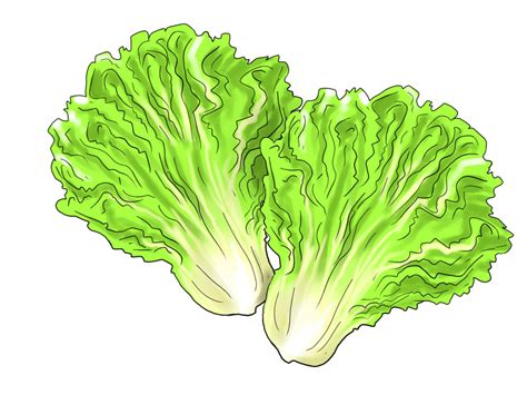 Lettuce Clip Art Png