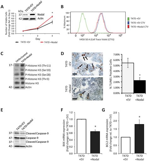 Nodal over-expression increases proliferation and decreases apoptosis ...