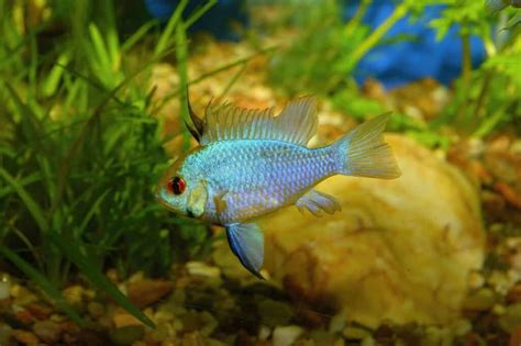 6 Peaceful Dwarf Cichlids For Your Community Tank!