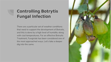 PPT - Botrytis Diseases: Symptoms and Treatment PowerPoint Presentation - ID:11905690