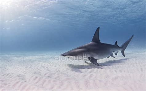 Great Hammerhead Shark swimming near seabed — aqua, bimini - Stock ...