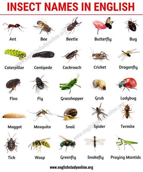 List of Insects: 25 Useful Insect Names with Pictures and Examples - English Study Online