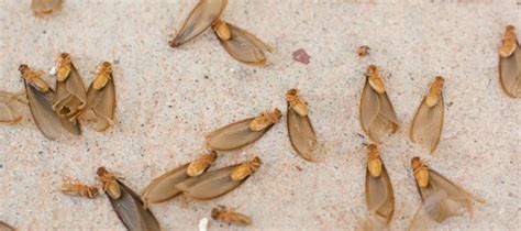 When Do Termites Swarm in Florida? - Florida Pest Control