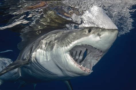 Great White Shark - You can see right straight through the gills. : natureismetal