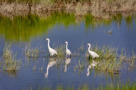 Wetlands - Wildlife Heritage Foundation