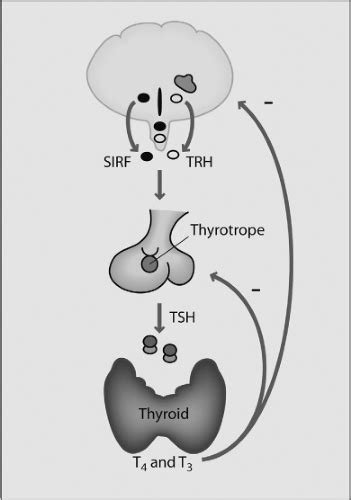 Hypothalamic Pituitary Thyroid Axis Diagram