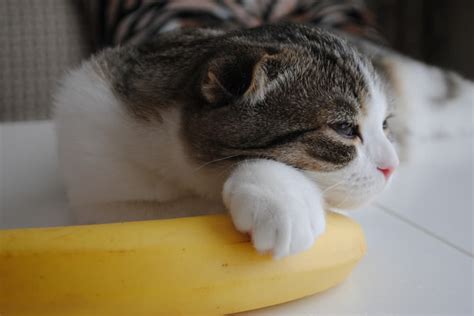 Can Cats Eat Bananas? | Great Pet Care