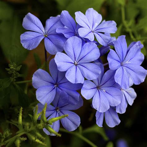 Plumbago auriculata | VIRIDEA