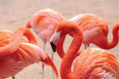 several flamingos are standing close to each other