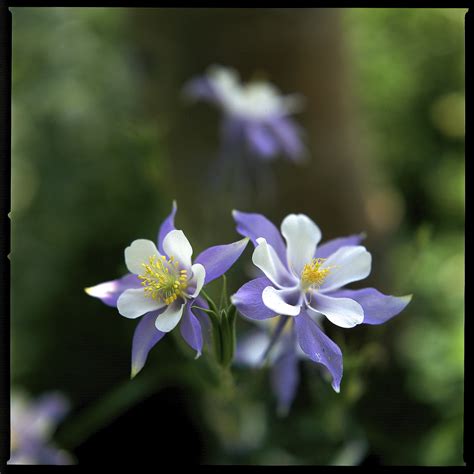 Rocky Mountain Columbine – Michael Madrid Photography