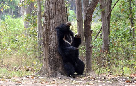 Sloth Bear | Sloth Bear In Central India