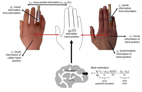 Rubber hand illusion modelled as a body estimation problem solved using ...