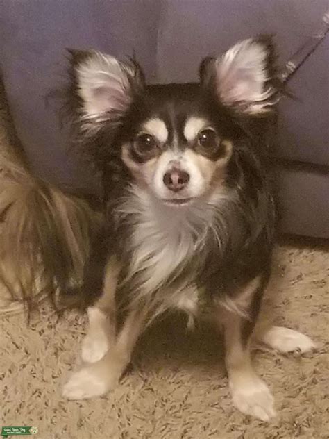 Long haired Applehead Chihuahua - Stud Dog in KANSAS, United States | Breed Your Dog