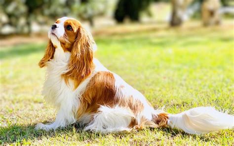 Cavalier King Charles Spaniel puppies available from responsible ...