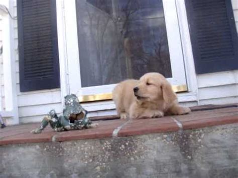 Golden Retriever Puppy angry With frog - YouTube