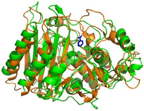 Enzymes Function