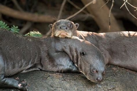 ‘Huge Surprise’ as Giant River Otter Thought Extinct in Argentina Pops Up in River – Stuff! Lovely!