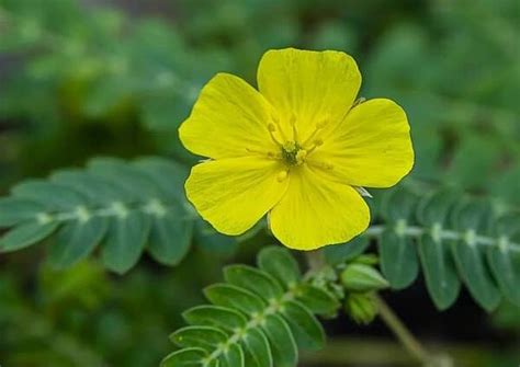 Everything You Need to Know About National Flower of UAE – Tribulus Omanense – Flowerdeliveryuae ...