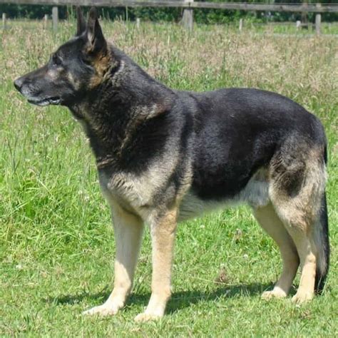 Akita German Shepherd Mix Dog Breed – What You Need To Know