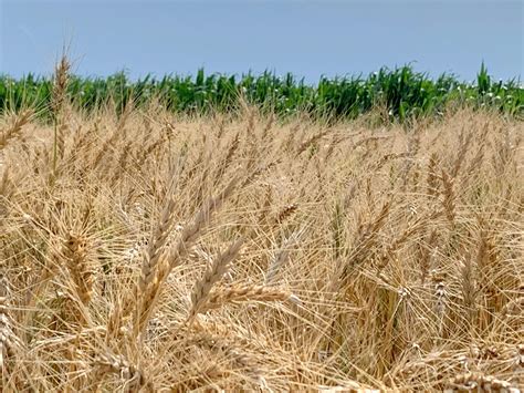 Wheat harvest finally getting underway | Grant Tribune