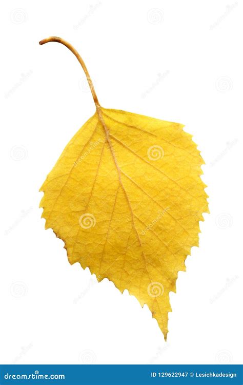 Yellow Autumn Leaf of Birch Tree Isolated Stock Image - Image of ...