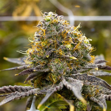 Best Cannabis Indica Strains - Our Cultivars - THC Design