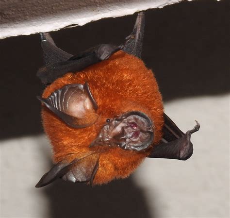 10+ species of bats that look too bizarre to be real