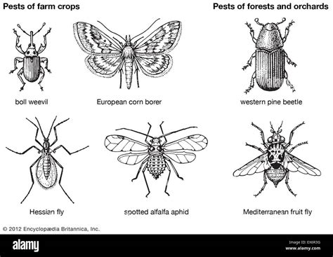 Insect pests of farm crops, forests, and orchards Stock Photo - Alamy