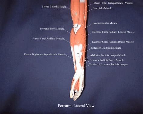 Lateral Forearm