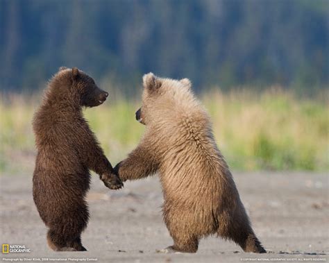 Mr. G's musings: Grizzly bear cubs COOL PHOTO