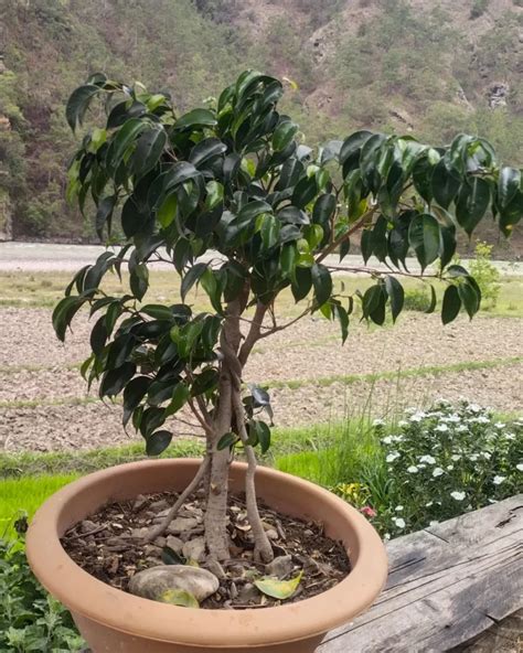 Weeping Fig Bonsai: Indoor Elegance